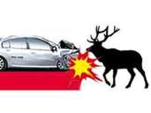 Kommt es zum Crash mit einem Reh oder Wildschwein wirken starke Kräfte: Die Wucht mit mit der ein Wildtier bei Tempo 60 in die Frontpartie eines Autos einschlägt ist enorm. Kommt es zum Crash mit einem Reh oder Wildschwein wirken starke Kräfte: Die Wucht mit mit der ein Wildtier bei Tempo 60 in die Frontpartie eines Autos einschlägt ist enorm.