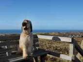 Hund Lila genießt den Blick auf die Sylter Landschaft. Foto: Daniel Patrick Görisch Hund Lila genießt den Blick auf die Sylter Landschaft. Foto: Daniel Patrick Görisch