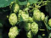 Grundlage für jedes gute Bier Pilsener Art ist der Hopfen. Foto: Czech Tourism Grundlage für jedes gute Bier Pilsener Art ist der Hopfen. Foto: Czech Tourism