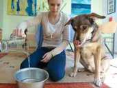 Hunde kühlen sich mit Trinken und Hecheln ab. Genug Flüssigkeit für den Vierbeiner bereitzustellen, ist besonders wichtig. Foto: Markus Scholz Hunde kühlen sich mit Trinken und Hecheln ab. Genug Flüssigkeit für den Vierbeiner bereitzustellen, ist besonders wichtig. Foto: Markus Scholz