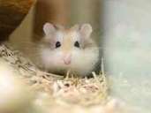 Hamster und andere Nager mögen es im Zimmer abgedunkelt und gut gelüftet. Foto: Caroline Seidel Hamster und andere Nager mögen es im Zimmer abgedunkelt und gut gelüftet. Foto: Caroline Seidel