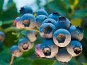 Frischer und vitaminreicher als importierte Lebensmittel sind regionale Superfoods wie Blaubeeren. Frischer und vitaminreicher als importierte Lebensmittel sind regionale Superfoods wie Blaubeeren.