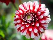 Dahlien werden für ihre prächtigen Blüten geschätzt. Ihre Knollen können ab Frühlingsbeginn in den Gartenboden kommen. Dahlien werden für ihre prächtigen Blüten geschätzt. Ihre Knollen können ab Frühlingsbeginn in den Gartenboden kommen.