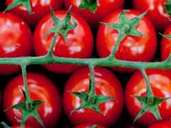 Wer kein Histamin verträgt, bekommt nach dem Verzehr von Tomaten mitunter Beschwerden. Foto: Klaus-Dietmar Gabbert Wer kein Histamin verträgt, bekommt nach dem Verzehr von Tomaten mitunter Beschwerden. Foto: Klaus-Dietmar Gabbert