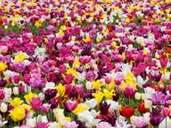 Keine Blume verbreitet derartige Frühlingsgefühle wie die Tulpe. Sie blüht zwischen Anfang und Mitte April - späte Sorten sogar erst ab Mai oder Anfang Juni. Keine Blume verbreitet derartige Frühlingsgefühle wie die Tulpe. Sie blüht zwischen Anfang und Mitte April - späte Sorten sogar erst ab Mai oder Anfang Juni.