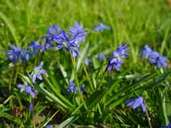 Bei der Benennung dieser Blume war man wenig kreativ - dafür ist sie aber nicht minder schön. Der Blaustern ist äußerst pflegeleicht und deshalb perfekt für den Gartenmuffel. Seine Zwiebel ist aber für Menschen und Tiere leicht giftig. Bei der Benennung dieser Blume war man wenig kreativ - dafür ist sie aber nicht minder schön. Der Blaustern ist äußerst pflegeleicht und deshalb perfekt für den Gartenmuffel. Seine Zwiebel ist aber für Menschen und Tiere leicht giftig.