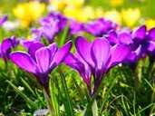 Krokusse sind eine der ersten Blumen, die im Frühjahr ihre Knospen öffnen. Dabei müssen sie noch nicht mal eingetopft sein, denn sie überleben auch gut auf Rasenflächen. Es gibt außerdem eine spätblühende Sorte der Krokusse, die erst im Herbst zu sehen ist. Krokusse sind eine der ersten Blumen, die im Frühjahr ihre Knospen öffnen. Dabei müssen sie noch nicht mal eingetopft sein, denn sie überleben auch gut auf Rasenflächen. Es gibt außerdem eine spätblühende Sorte der Krokusse, die erst im Herbst zu sehen ist.