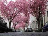Zur Kirschblütenzeit locken die pinken Baumkronen in der Heerstraße in Bonn nicht nur Einheimische und Fotografen, sondern auch Urlauber aus aller Welt. Zur Kirschblütenzeit locken die pinken Baumkronen in der Heerstraße in Bonn nicht nur Einheimische und Fotografen, sondern auch Urlauber aus aller Welt.