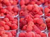 Ob Himbeeren, Erdbeeren oder Heidelbeeren: Auch sie können im Gefrierbeutel eingefroren werden. Beim Auftauen werden sie leider etwas matschig, doch an Geschmack verlieren sie dabei nicht. Deshalb können Sie daraus noch ein leckeres Müsli oder Smoothies machen. Ob Himbeeren, Erdbeeren oder Heidelbeeren: Auch sie können im Gefrierbeutel eingefroren werden. Beim Auftauen werden sie leider etwas matschig, doch an Geschmack verlieren sie dabei nicht. Deshalb können Sie daraus noch ein leckeres Müsli oder Smoothies machen.