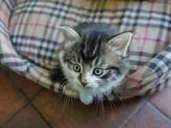 Die Decken oder Auflagen unserer tierischen Begleiter - ob Hund oder Katze - vergessen wir manchmal. Abbürsten allein reicht aber nicht immer aus und so ist doch vierteljährlich eine Wäsche fällig. Entfernen Sie vorher alle Haare so gut wie möglich und reinigen Sie die Maschine hinterher mit einem feuchten Lappen. Die Decken oder Auflagen unserer tierischen Begleiter - ob Hund oder Katze - vergessen wir manchmal. Abbürsten allein reicht aber nicht immer aus und so ist doch vierteljährlich eine Wäsche fällig. Entfernen Sie vorher alle Haare so gut wie möglich und reinigen Sie die Maschine hinterher mit einem feuchten Lappen.