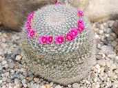 Mammillarien, hier die Sorte Mammillaria hahniana, erblühen besonders farbenfroh. Foto: Andreas Hofacker/Deutsche Kakteen-Gesellschaft e.V./dpa-tmn Mammillarien, hier die Sorte Mammillaria hahniana, erblühen besonders farbenfroh. Foto: Andreas Hofacker/Deutsche Kakteen-Gesellschaft e.V./dpa-tmn