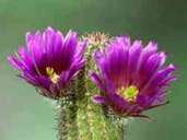Zur Bildung einer Blüte braucht der Kaktus (im Bild der Igelsäulenkaktus Echinocereus bonkerae) für eine gewisse Zeit eine Ruhephase und weniger Wasser. Foto: Hans Frohning/Deutsche Kakteen-Gesellschaft e.V./dpa-tmn Zur Bildung einer Blüte braucht der Kaktus (im Bild der Igelsäulenkaktus Echinocereus bonkerae) für eine gewisse Zeit eine Ruhephase und weniger Wasser. Foto: Hans Frohning/Deutsche Kakteen-Gesellschaft e.V./dpa-tmn
