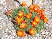 Auch Rebutien (hier: Rebutia fabrisii) gehören zu den Vorzeigeblühern unter den Kakteen. Sie gedeihen am besten in einem grobkörnigen Untergrund, durch den Wasser gut abfliesen kann. Foto: Andreas Hofacker/Deutsche Kakteen-Gesellschaft e.V./dpa-tmn Auch Rebutien (hier: Rebutia fabrisii) gehören zu den Vorzeigeblühern unter den Kakteen. Sie gedeihen am besten in einem grobkörnigen Untergrund, durch den Wasser gut abfliesen kann. Foto: Andreas Hofacker/Deutsche Kakteen-Gesellschaft e.V./dpa-tmn