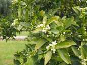 Der Duft der Orangenblüte ist eine herrliche Kombination aus frischen Zitrusaromen und einem mild-schweren Aroma, das an Vanille erinnert. In Valencia blühen die Orangen besonders prächtig. Der Duft der Orangenblüte ist eine herrliche Kombination aus frischen Zitrusaromen und einem mild-schweren Aroma, das an Vanille erinnert. In Valencia blühen die Orangen besonders prächtig.