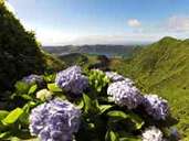 Ende Mai mausern sich die sonst so grünen Azoren in ein blaues Blumenparadies. Denn dann stehen die blauen Hortensien, die Häuser, Gärten und Straßenzüge säumen, in voller Blüte. Ende Mai mausern sich die sonst so grünen Azoren in ein blaues Blumenparadies. Denn dann stehen die blauen Hortensien, die Häuser, Gärten und Straßenzüge säumen, in voller Blüte.
