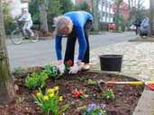 In der Wilhelmstraße verschönern die Anwohner ihre Umgebung mit Blumen. In der Wilhelmstraße verschönern die Anwohner ihre Umgebung mit Blumen.