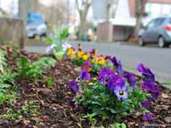 In der Wilhelmstraße verschönern die Anwohner ihre Umgebung mit Blumen. In der Wilhelmstraße verschönern die Anwohner ihre Umgebung mit Blumen.
