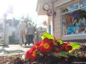 In der Wilhelmstraße verschönern die Anwohner ihre Umgebung mit Blumen. In der Wilhelmstraße verschönern die Anwohner ihre Umgebung mit Blumen.