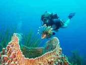 Tauchen in Belize. Tauchen in Belize.