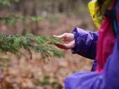 Wer im Wald "badet", soll nicht nur die Geräusche des Waldes bewusst aufnehmen, sondern die Umgebung auch mit den anderen Sinnen erleben. Foto:Manfred Bernjus/embe-Foto Wer im Wald "badet", soll nicht nur die Geräusche des Waldes bewusst aufnehmen, sondern die Umgebung auch mit den anderen Sinnen erleben. Foto:Manfred Bernjus/embe-Foto