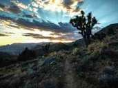 Sonnenaufgang in der Mojave-Wüste: Am Wegrand warten Joshua Trees auf die Wanderer. Sonnenaufgang in der Mojave-Wüste: Am Wegrand warten Joshua Trees auf die Wanderer.