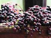 Beeren wie Holunder gehören ebenso zur nordischen Diät wie einheimisches Wurzelgemüse. Foto: Mascha Brichta Beeren wie Holunder gehören ebenso zur nordischen Diät wie einheimisches Wurzelgemüse. Foto: Mascha Brichta