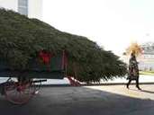 Melania Trump freut sich vor dem Weißen Haus über den frisch angelieferten Weihnachtsbaum. Foto: Susan Walsh/AP/dpa Melania Trump freut sich vor dem Weißen Haus über den frisch angelieferten Weihnachtsbaum. Foto: Susan Walsh/AP/dpa