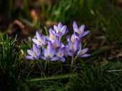 Junger Krokus Junger Krokus