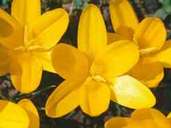 Crocus ancyrensis Crocus ancyrensis