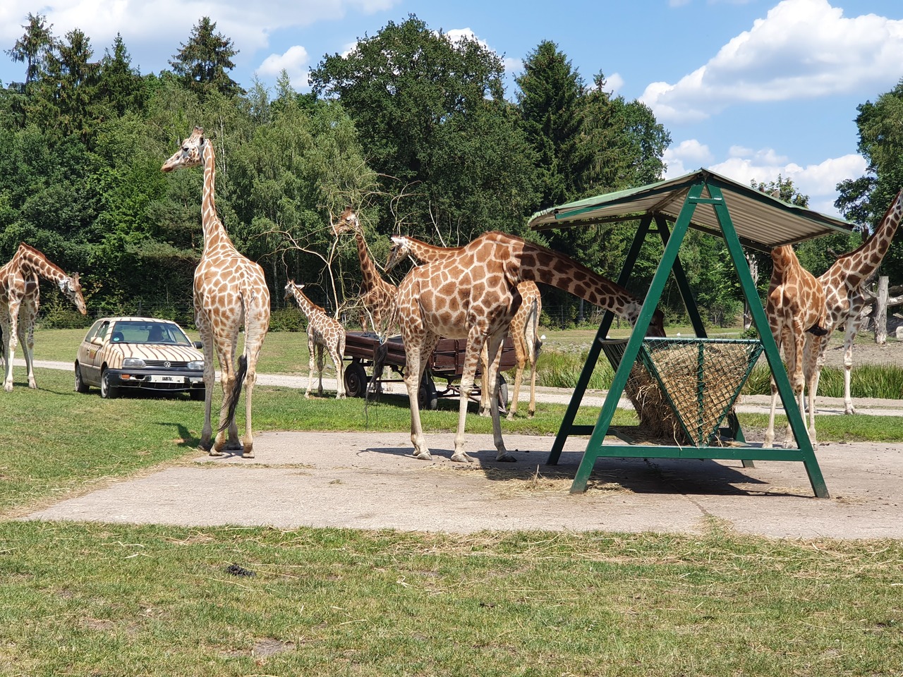 dschungel safari tour hodenhagen